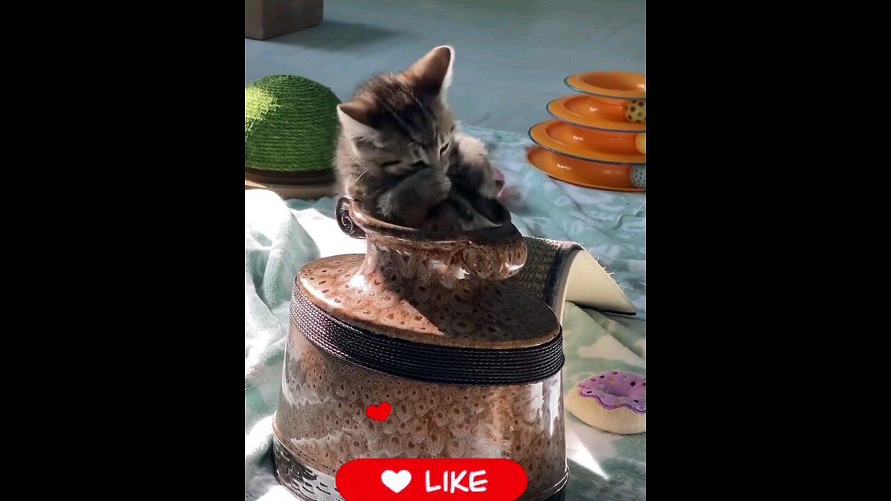 cute*small*cat's*Loved* with*love_😻💕