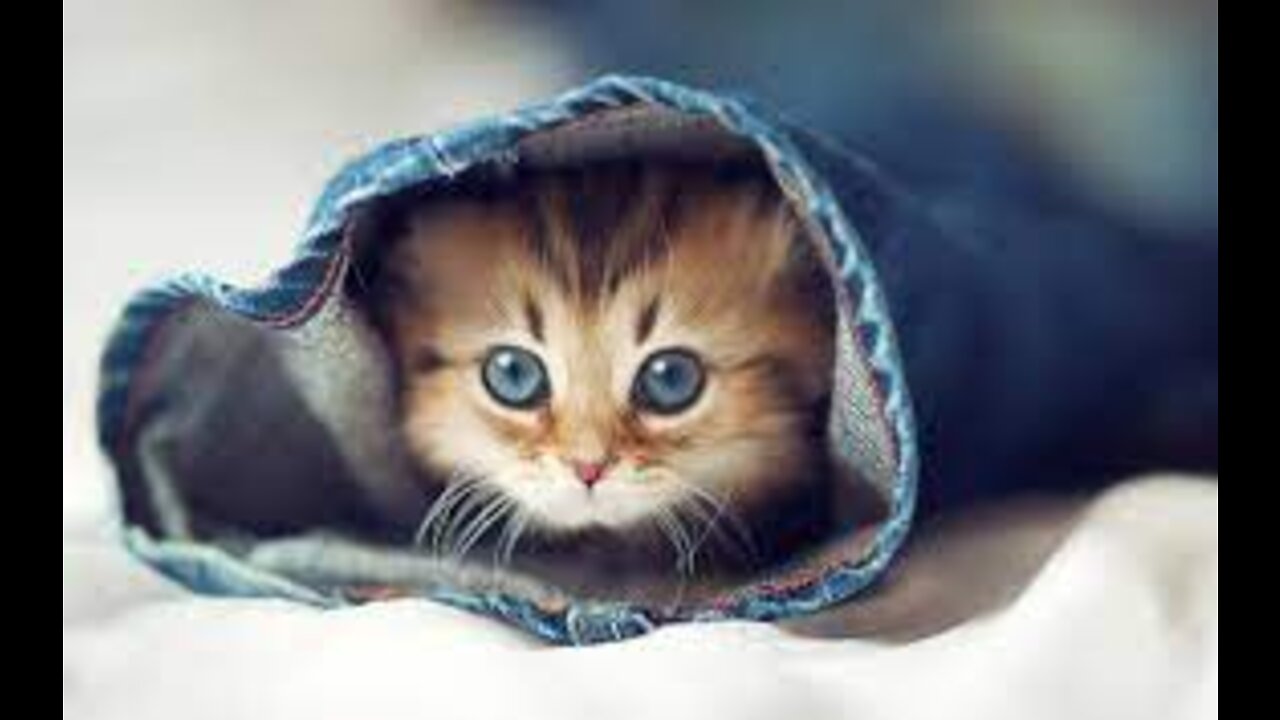CATS will make you LAUGH YOUR HEAD OFF - Funny CAT compilation