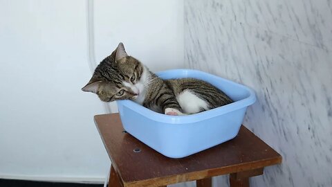 This Is How Cool Cats Sit on Chairs