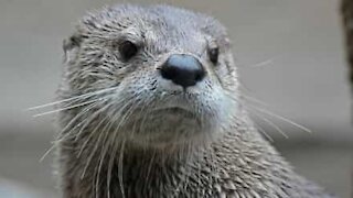 Une loutre réalise un joli saut pour de la nourriture