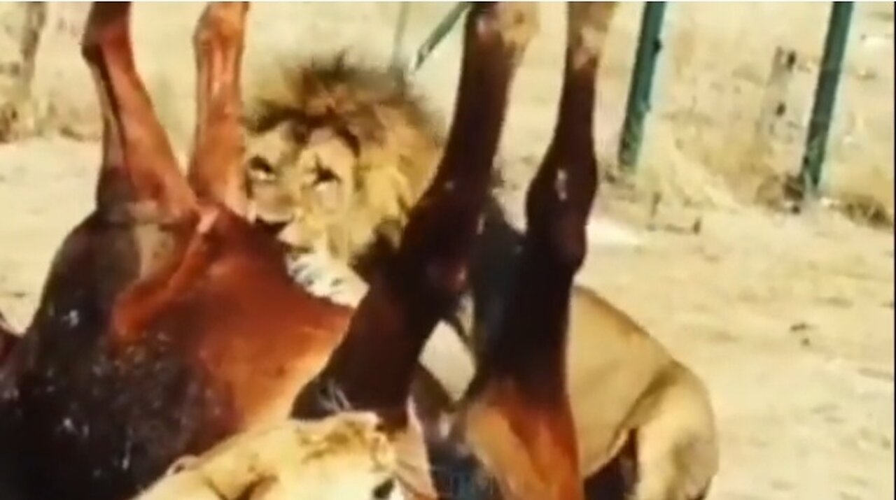 Incredible! Wild Horse Bravely Fights With Hungry Lion To Rescue His Teammates From The Horror Hunt