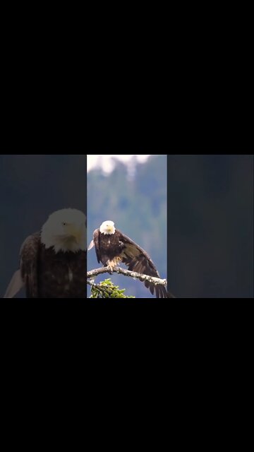 Pre-flight check...🦅😅 #shorts