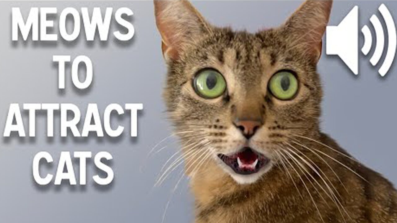 Sounds that attract cats - Meow to make cats come to you