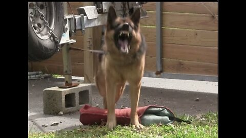 Guard Dog Training Step by Step!