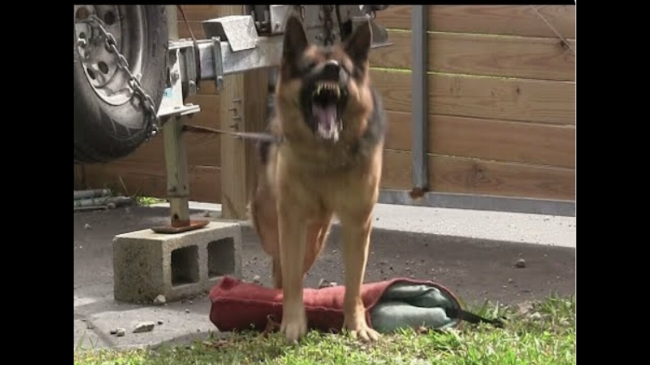 Guard Dog Training Step by Step!