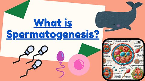 Spermatogenesis Explained: Phases, Duration, and Key Details