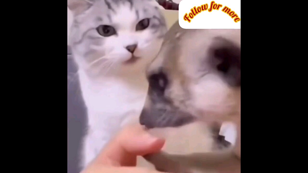 The cat slapped very hard😂 funny moments