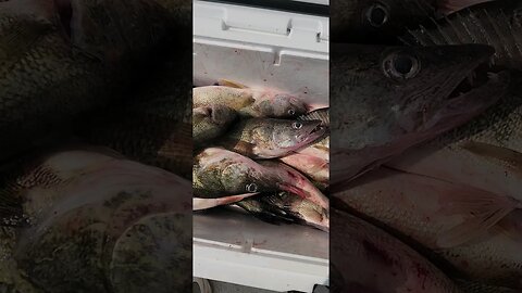 Whoa is all I got to say! we got a 6 man limit right before a wind storm ripped across lake erie!