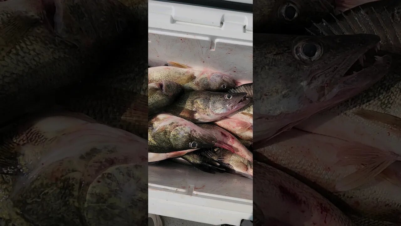 Whoa is all I got to say! we got a 6 man limit right before a wind storm ripped across lake erie!