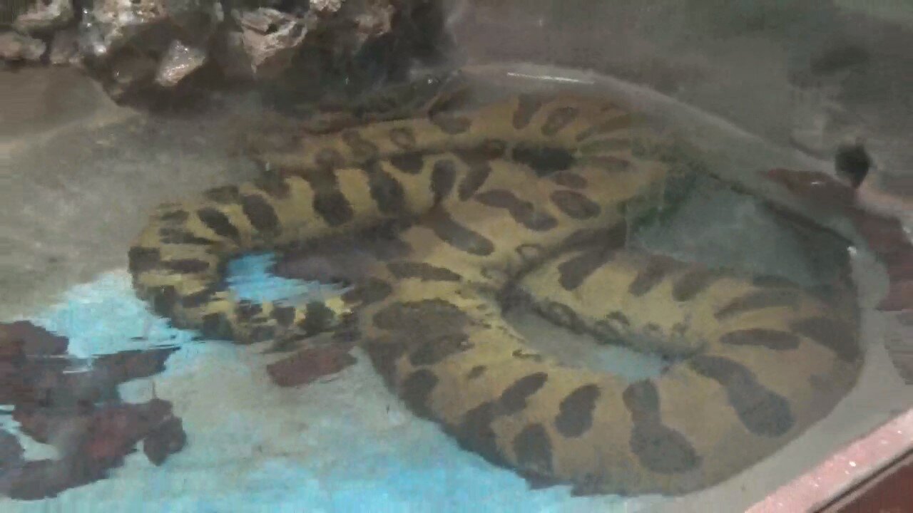 Anaconda under the Water