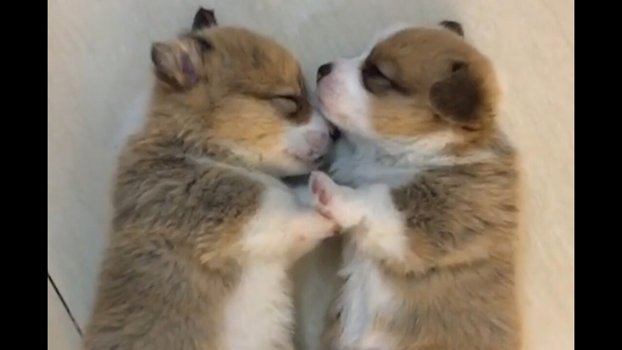 Watch these Cute Baby Puppies Cuddle, Kiss and Play!