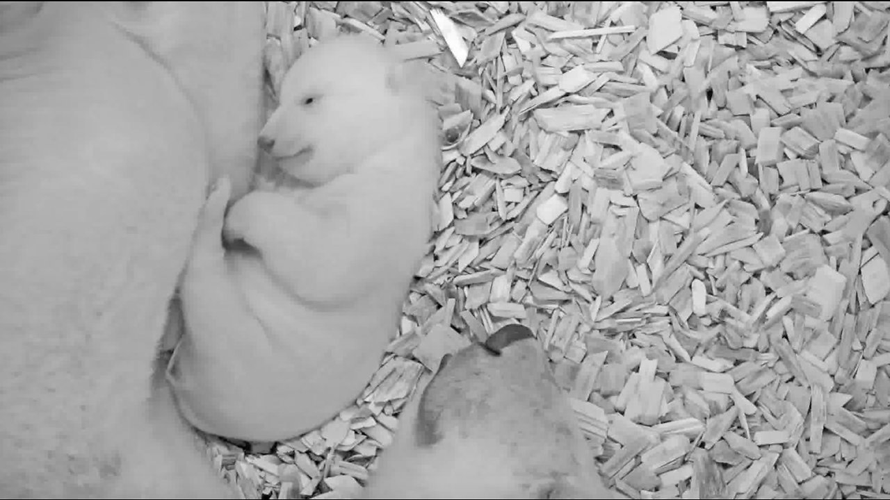 Neodoljivi mladunac berlinskog ZOO-a je otvorio okice