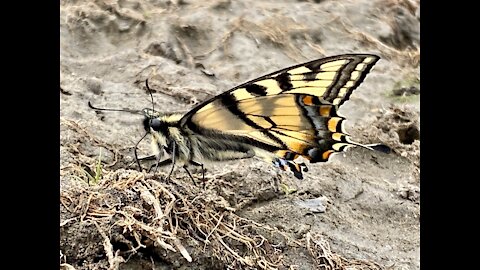 Breathtaking beauty, a Canadian Tiger Swallowtail Butterfly 🦋