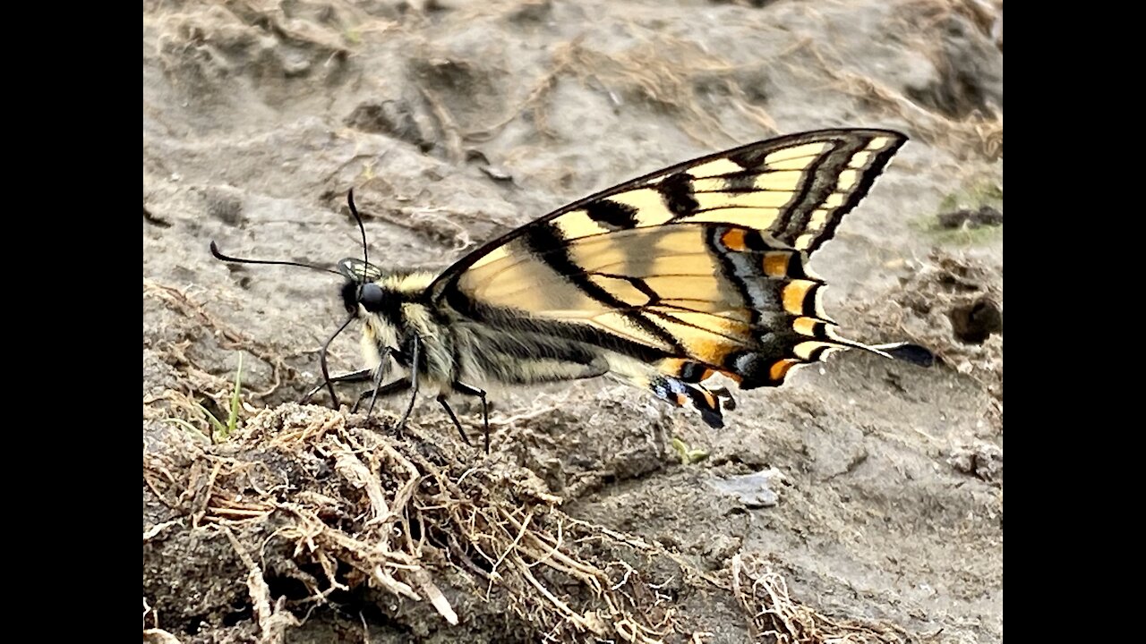 Breathtaking beauty, a Canadian Tiger Swallowtail Butterfly 🦋