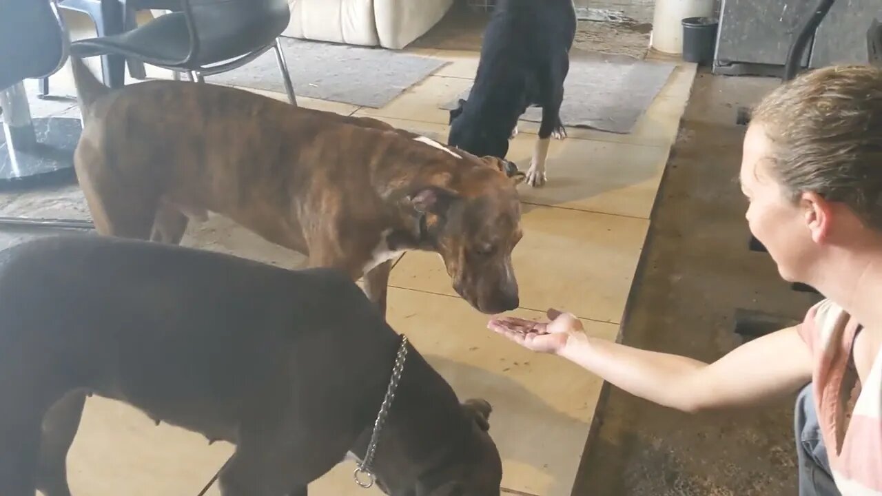 The Pitbull Pack Switches to Dry Food