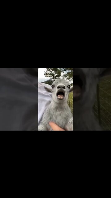 Most Amazing and trending video||relaxing your mind||trendig videos|| #shorts #trending #viral #live