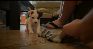 Golfo arrived at home