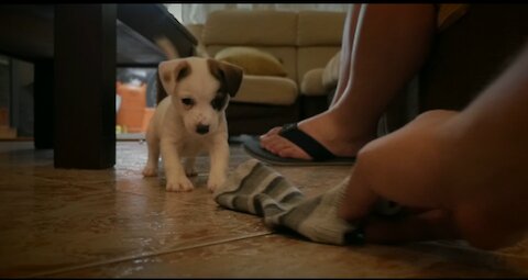Golfo arrived at home