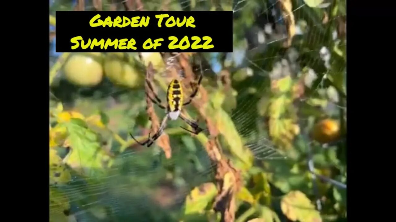 Unveiling the Secrets of a *Mysterious* Garden Tour Summer 2022. Garden Spider, Honey Bees, tomatoes