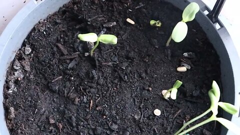 Mammoth Sunflower Seeds that expired on 2013 Update #sunflowerbucketchallenge🌻🌻🌻May 5th 2022