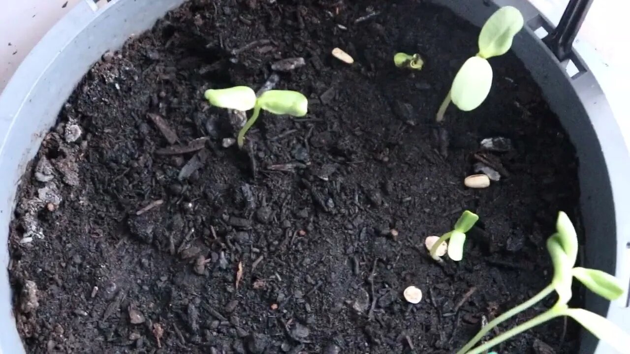 Mammoth Sunflower Seeds that expired on 2013 Update #sunflowerbucketchallenge🌻🌻🌻May 5th 2022