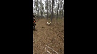 English pointer doing work