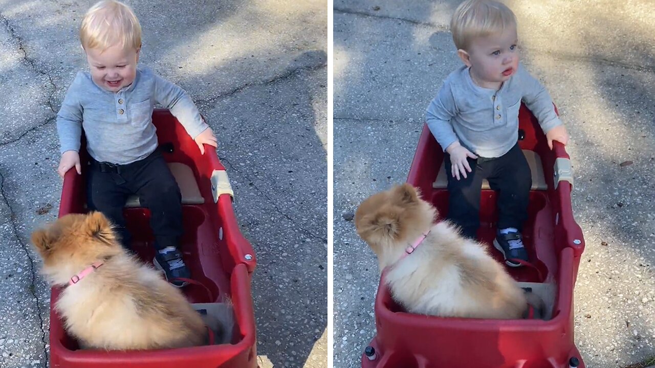 Toddler Thrilled To Go On Wagon Ride With His Puppy