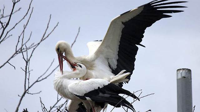 Soulmate Storks Stand The Test Of Time With Their Long Distance Relationship