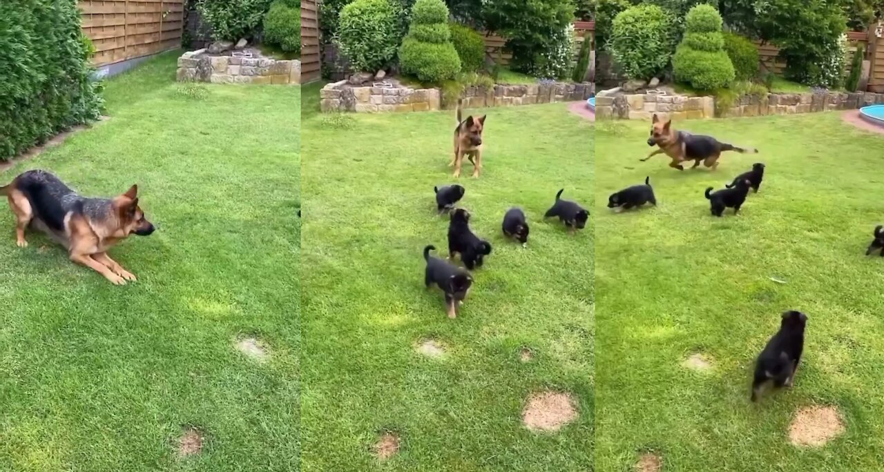 GERMAN SHEPHERD PLAYING WITH PUPPIES