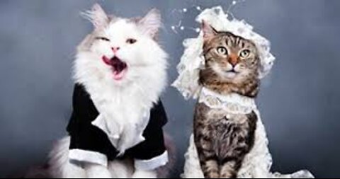 Cute cat wedding video