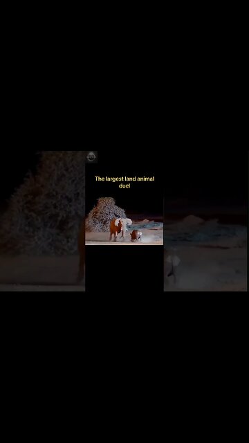 Exploring the Wonders of Wildlife: #shorts