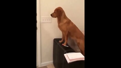 Funny And Cute Dog Waiting For Mom In Front Of The Door #Short