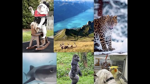 All Kinds of Animals (collection of funny, beautiful & inspirational)