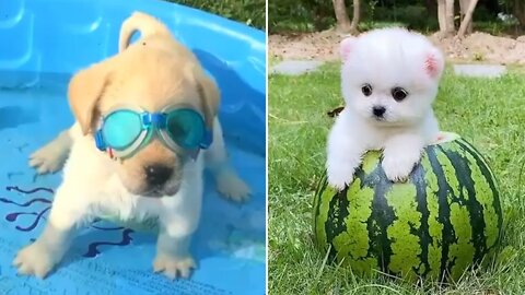 🐶🐶Baby Dog - Cute and Funny Dog🐶🐶