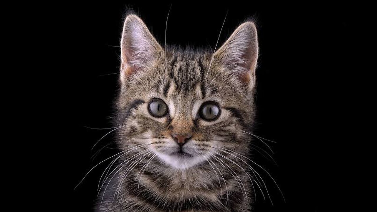 funny cute cate