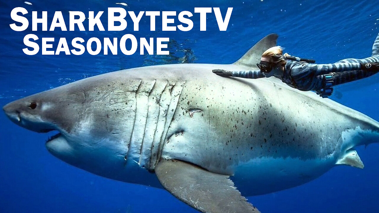 Shark Bytes TV Season One - All Episodes 1 - 17