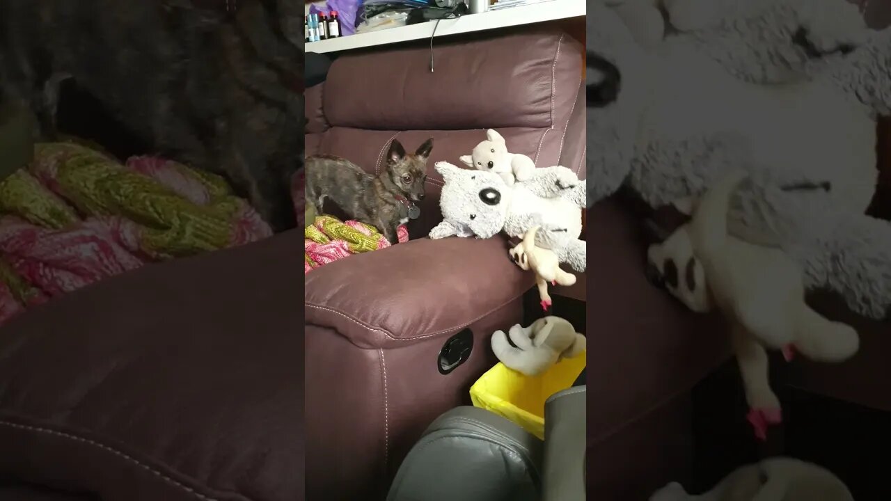 Puppy Dog Betty Girl Slam Dunks Her Ted Into Her Bin. #trending #shorts #chihuahua #teacuppuppy #dog
