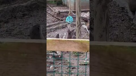 Went to the zoo this afternoon and found this spinning otter