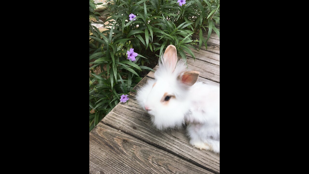 Lion Bunny"Circle" play in the garden 兔兔環環逛花園