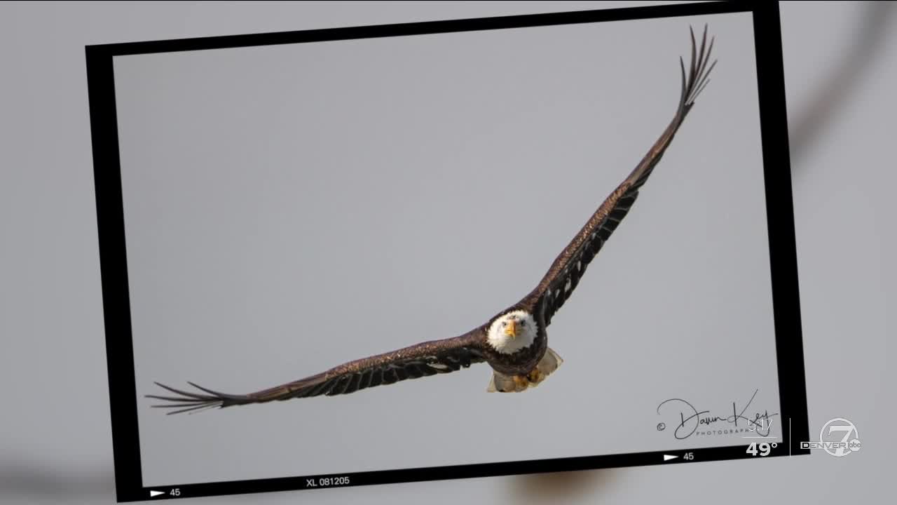 Eagle migration brings large birds, larger lenses to Barr Lake State Park