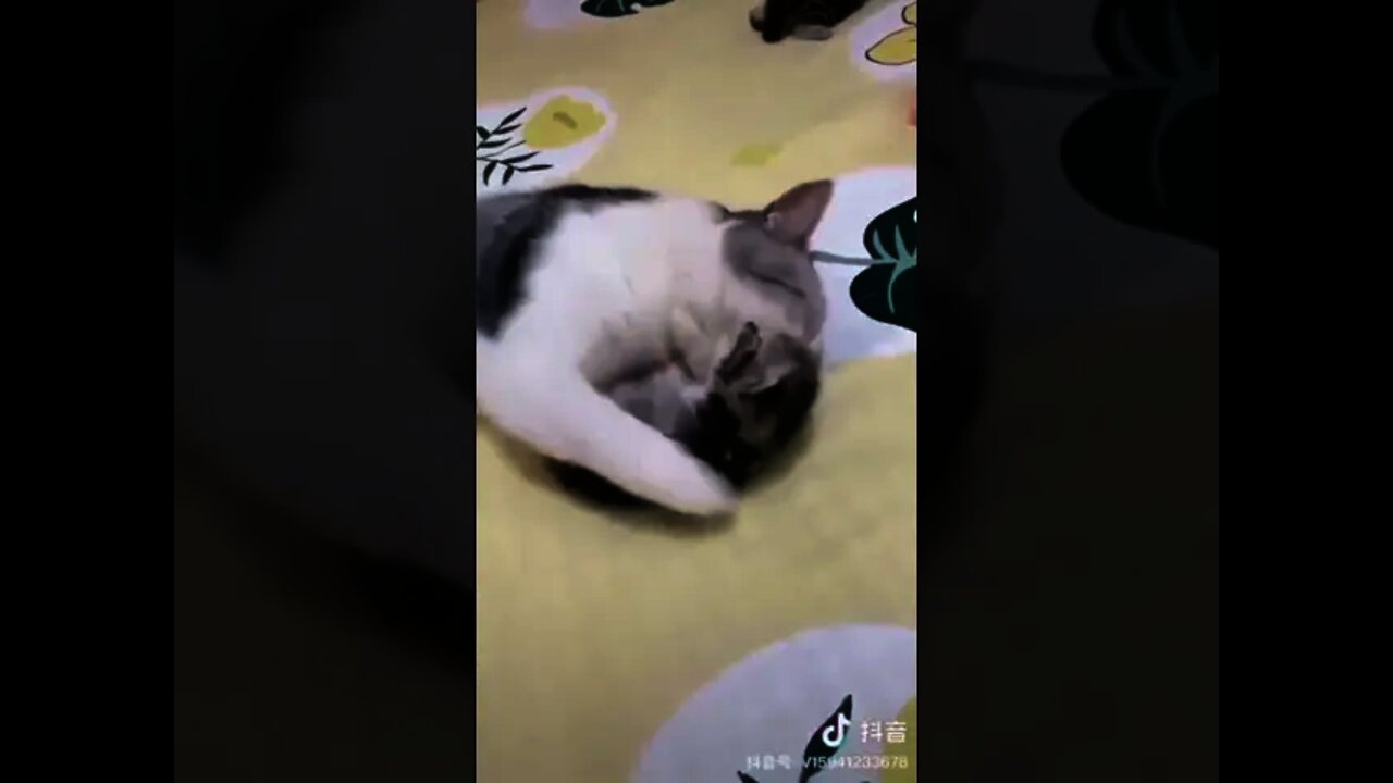 Carinho de mãe