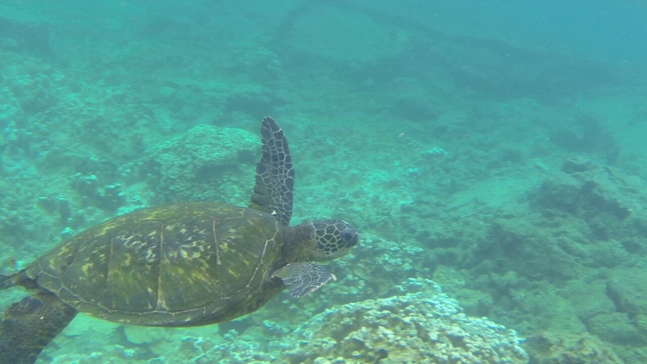 Kapoho Tide Pools