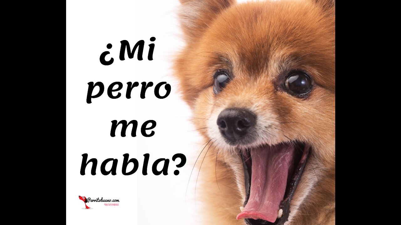 Perro habla