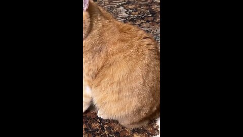 funny videos