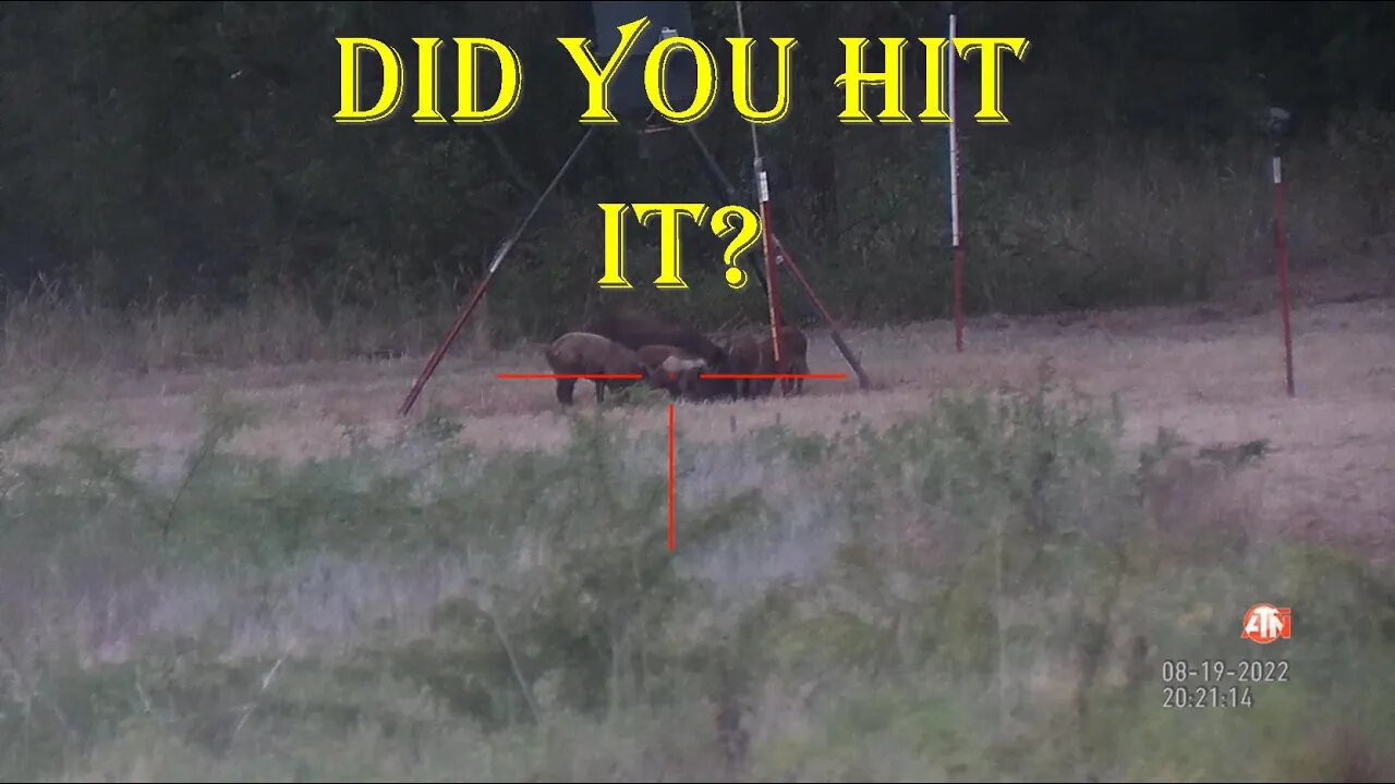 Hog hunting in Oklahoma August 2022 - "Did you hit it?"