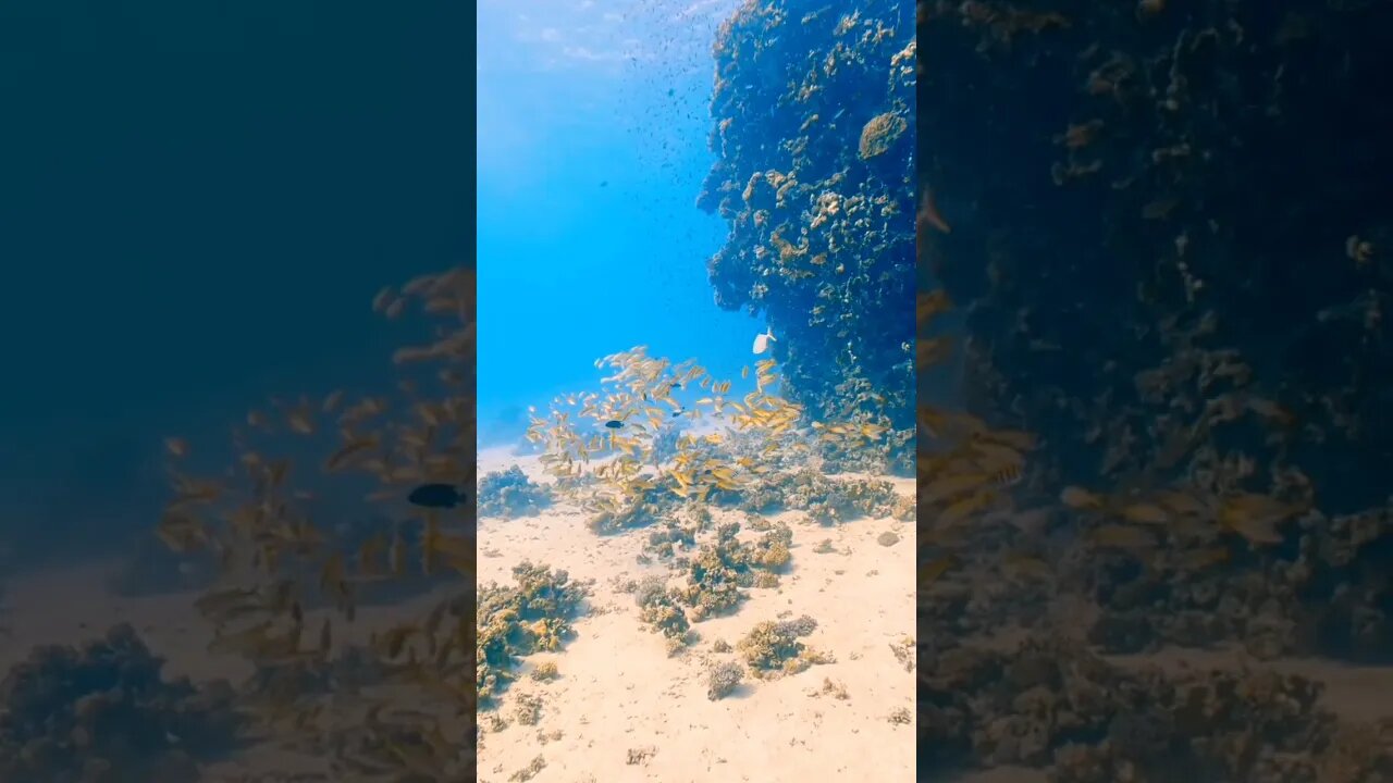 Goatfish. #scubadiving #underwater #dive #redsea