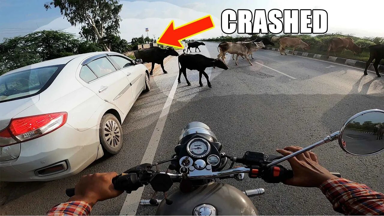 This CAR almost hit a Buffalo.. | Royal Enfield Classic 350 | jaswantboo #motovlog