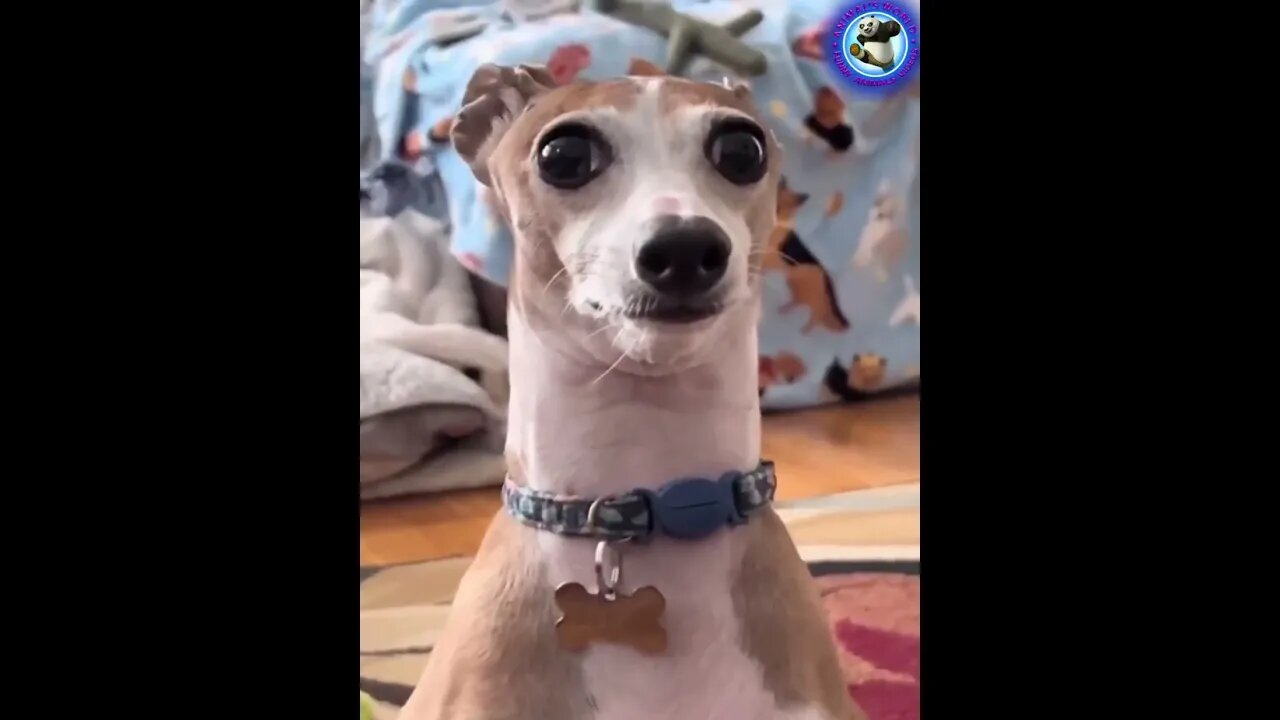 Best Funny Animal Videos 2023 - Funniest Cats And Dogs Video - Part - 26