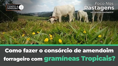 Como fazer o consórcio de amendoim forrageiro com gramíneas Tropicais?Saiba em Foco nas Pastagens