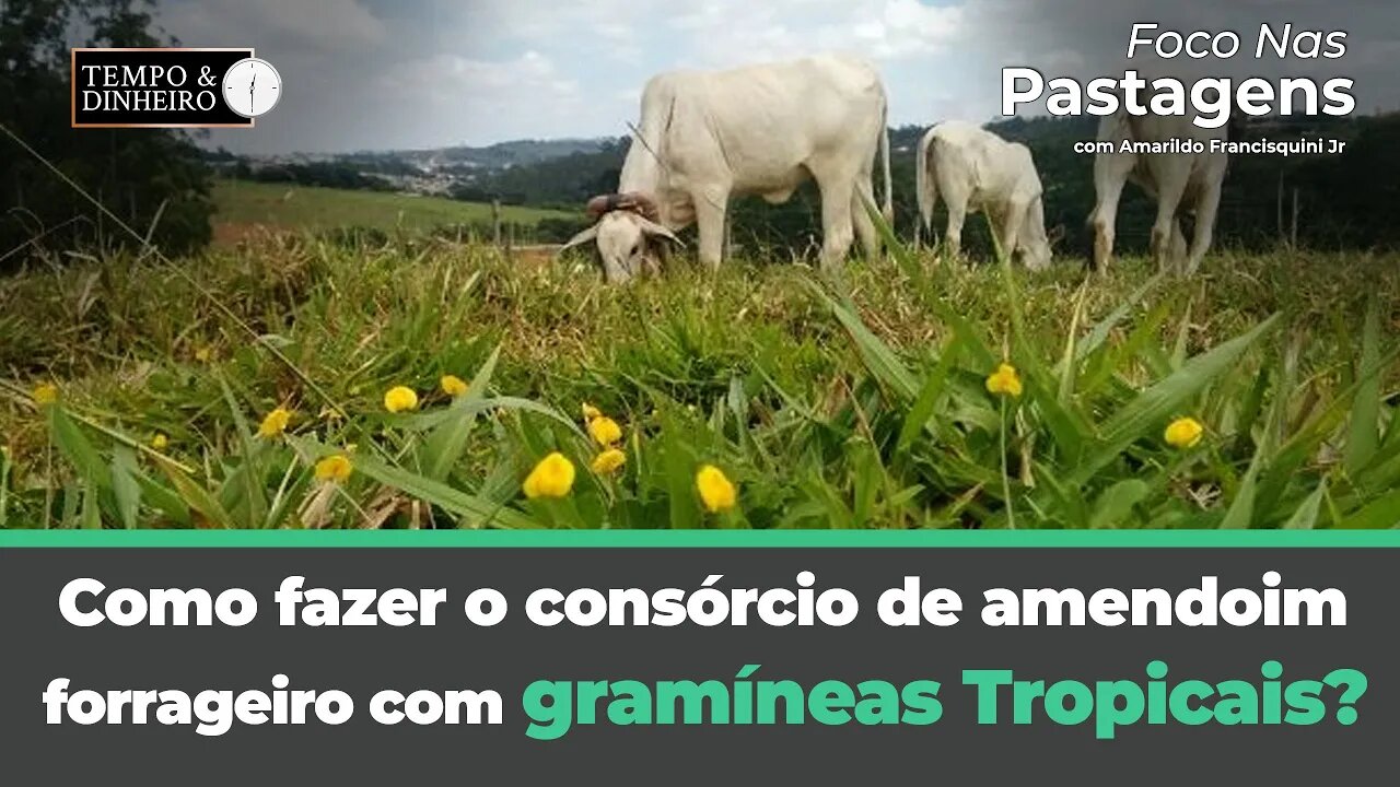 Como fazer o consórcio de amendoim forrageiro com gramíneas Tropicais?Saiba em Foco nas Pastagens